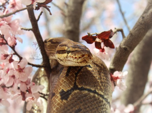 Spring photoshoot part 2!