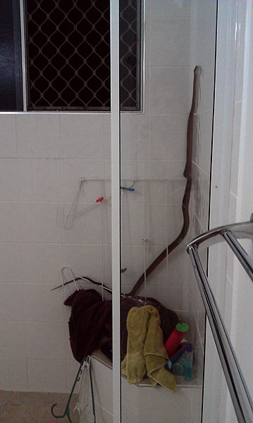alopias:  there’s a snake in my bathroom and it’s being a lil shit and knocked