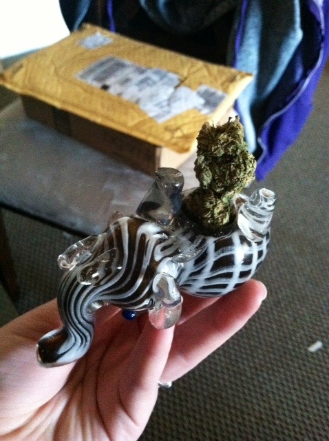 youknowyourestoned:  Harriet the Elephant :)
