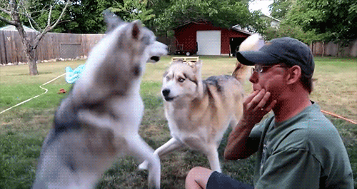 Snow Dogs Vlogs - HUSKY REACTS TO WHISTLE | Memphis vs Jamie