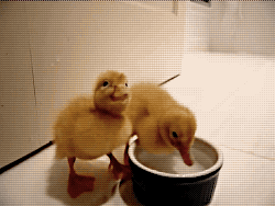 my-teen-quote:  feeling sad? look at this baby animal blog!
