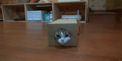 futurastic:  -Box and Maru&amp;Hana.- 