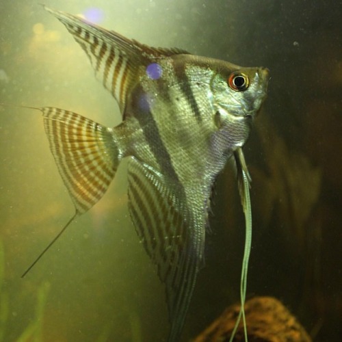 This stunning angelfish hails from the Amazon rainforest, where local communities sustainably harves