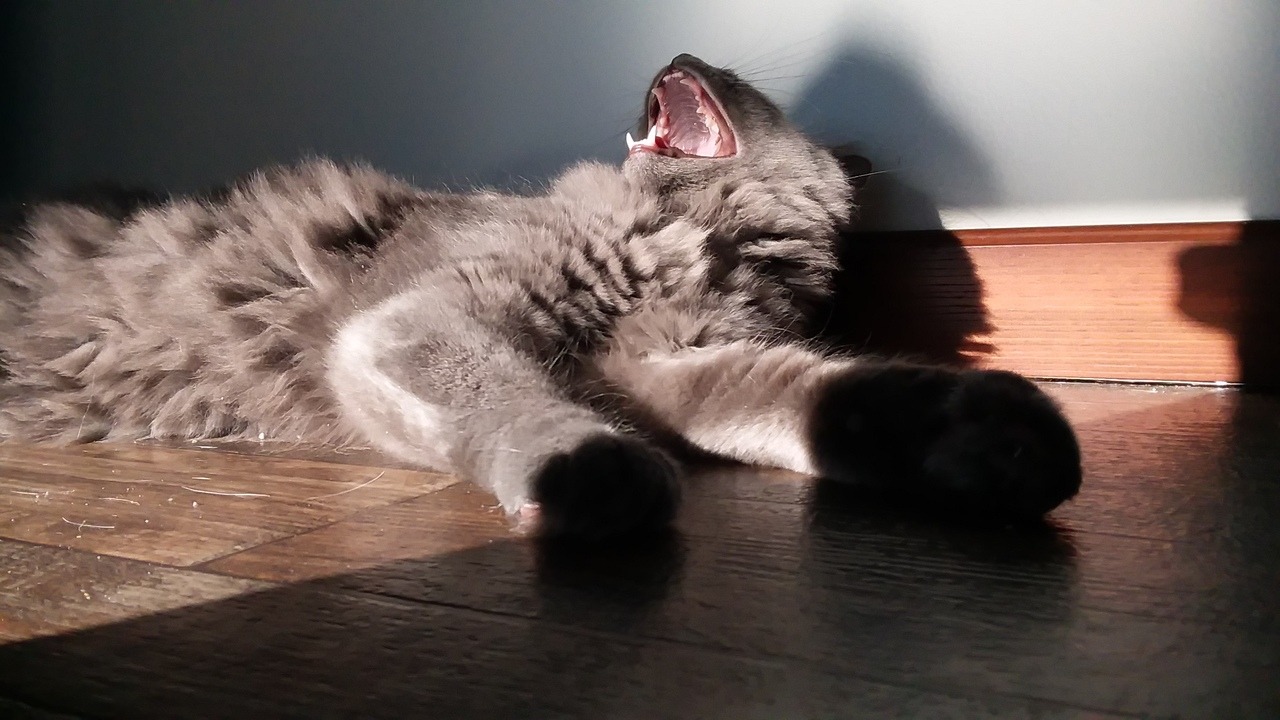 colourpatternist: A tongue blep and a yawn. Finally I got a non blurry yawn!  Wanna