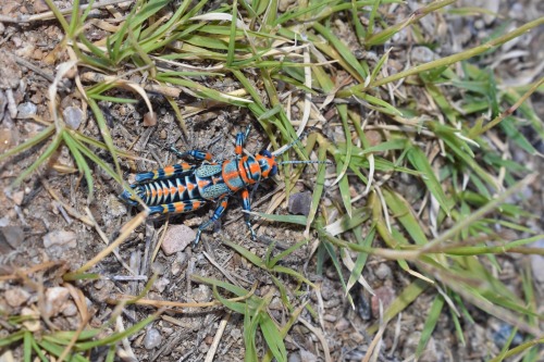 Dactylotum Bicolor, The Rainbow Grasshopper. Southern Arizona, June 2018