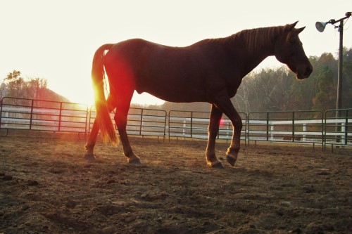 Duncan, Morgan Horse gelding