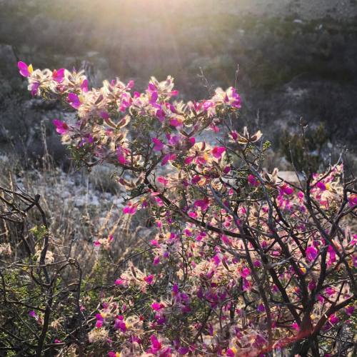 #StillwellRanch near #BigBendNationalPark in #WestTexas.