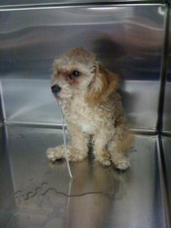 stunningpicture:   This dog just came into the animal hospital I work at because he ate a dozen pot brownies… 