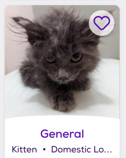 himfluenza:himfluenza:A collection of cats from southern utahs petfinder Gandalf