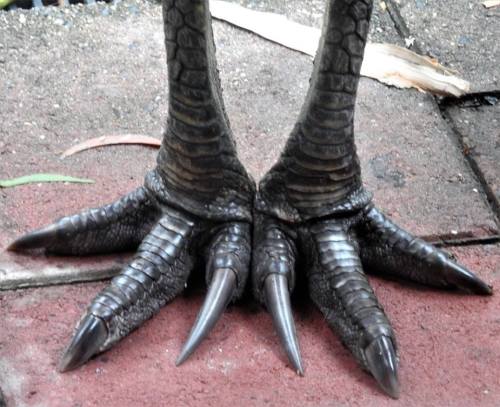 cassowary feet⁣⁣img (unavailable): https://www.facebook.com/cassowaryatwongaling/photos/a.4191700916