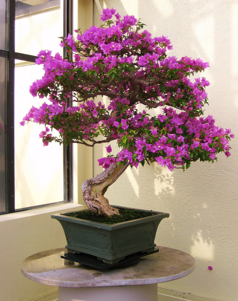 freakishlyawesomestuff:  An absolutely beautiful bonsai tree