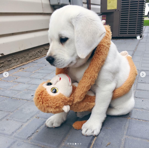 babyanimalgifs:  Puppies with their stuffies!