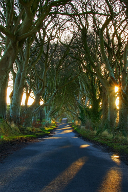 Plasmatics-Life:  { Sunrise At The “Dark Hedges” } X Simon Guist 