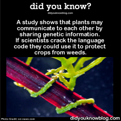 did-you-kno:  A study shows that plants may