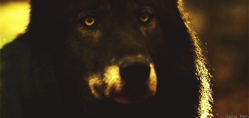 marjoleinhoekendijk:  ☽♡☾ Pagan, Viking, Nature and Tolkien things ☽♡☾