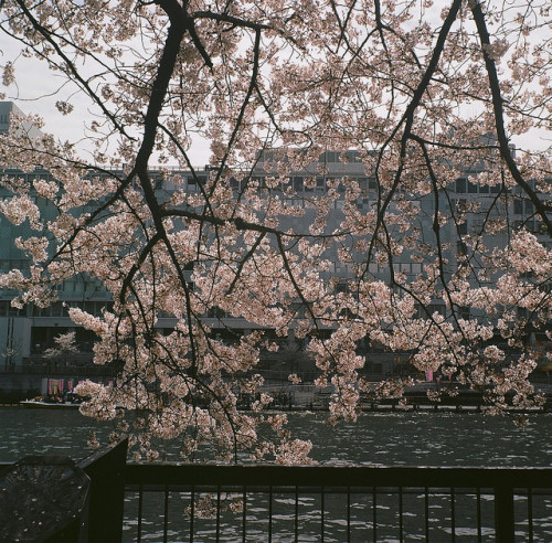 Sakura by miho&rsquo;s dad on Flickr.