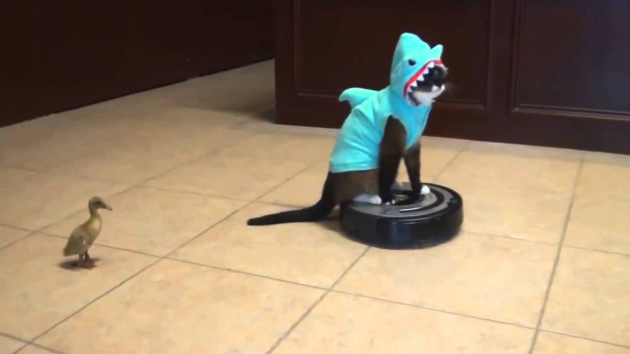 catsbeaversandducks:  &ldquo;I should buy a car.&rdquo; Photos found on Pinterest