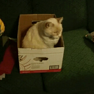 humancorn:He likes the new box