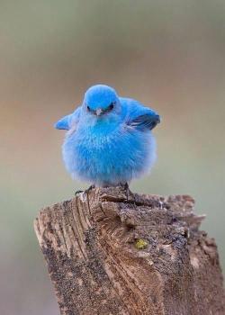 awwww-cute:  Twitter Bird