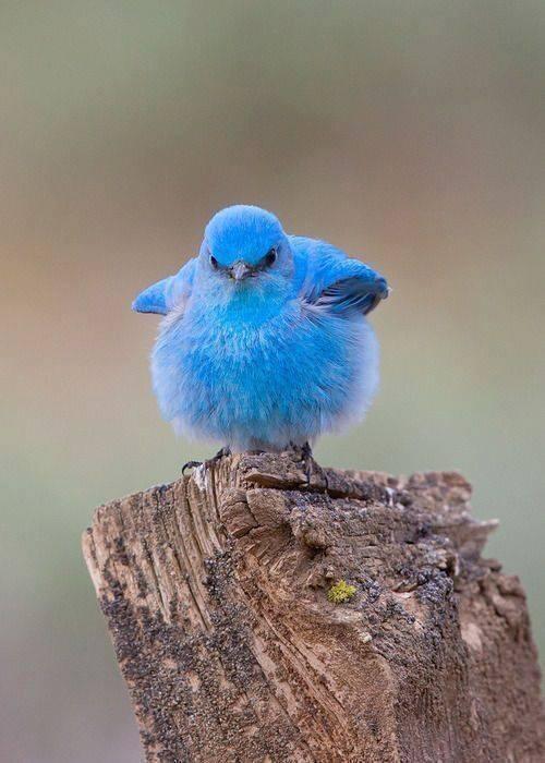 Sex awwww-cute:  Twitter Bird pictures