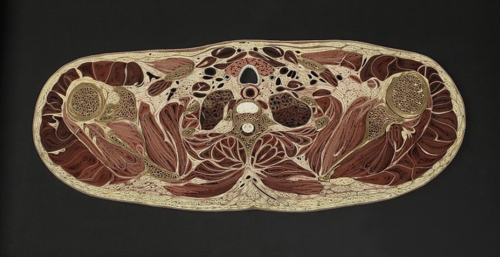 themedicalstate:Tissue SeriesThese pieces are made of Japanese mulberry paper and the gilded edges o