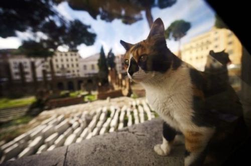 Porn Pics catsbeaversandducks:  Roman Cats Turn A Historic