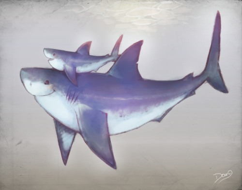 spiritual-soul-garden:PROTECT SHARKS | ART BY astral-requin.deviantart