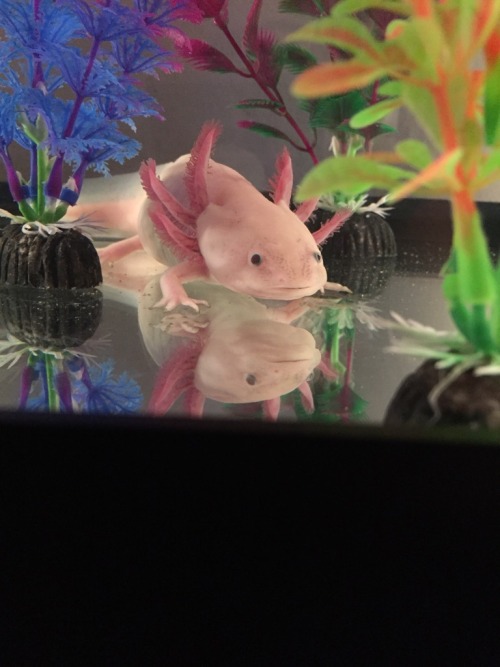 awwww-cute:Not your usual aww but this is Pearl my axolotl! (Source: ift.tt/1IzhLOR)