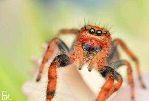 P. Cardinalis - Adult femaleOk, so this is the female Cardinal jumper that I talked about in my last