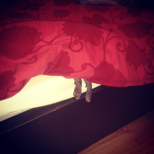 okkvlt: Found the cat…