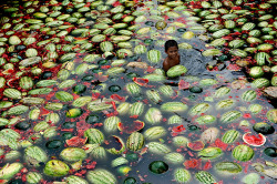 A child gathers watermelons in Dhaka, Bangladesh