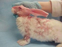 carryonmy-assbutt:  kidne:  faeryteahouse:  wearyxeyes:    the-vegan-mothership:    This is a bunny at a L’oreal lab. L’oreal does a lot of cruel needless animal testing. Please don’t buy products made by L’oreal. The more products they sell,