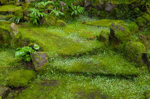 shinjiaratani:  at Tokeiji temple, Kamakura, by shinji aratani