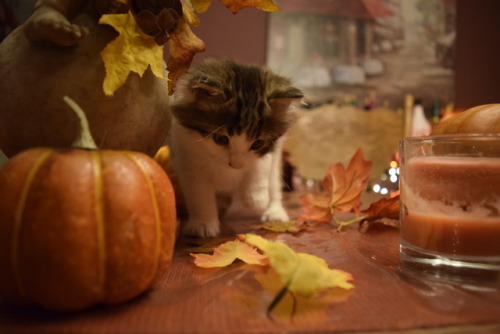 swan-heda:Pumpkin spice catte.