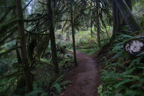 pnw-forest-side: Somewhere near Aberdeen