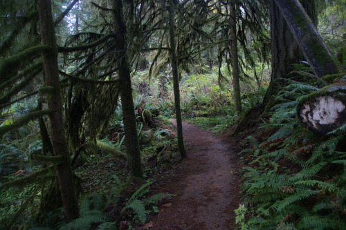 frommylimitedtravels:More wanderings from the land of ferns and moss.Still no Bigfoot sightings, tho