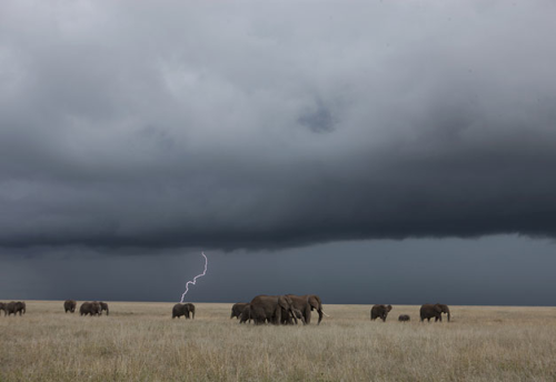 awkwardsituationist: storm over the serengeti. photos by nick nichols