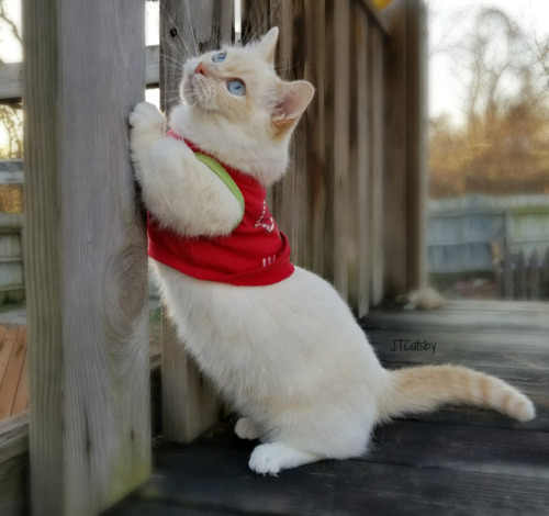 MOM SHRUNK MY CHRISTMAS SHIRT!!! Now it looks like a Christmas CROP TOP!!&hellip;..But I still look