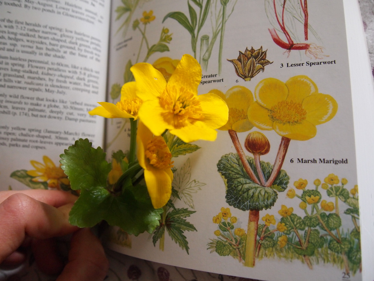 irishkitchenwitch:Marsh Marigold. Found by the Water of Leith, Edinburgh (April 2016)