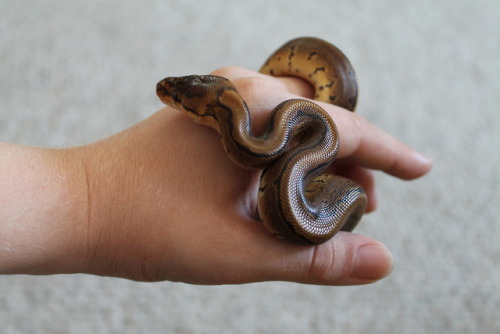 sweet-slither-friend:bb noodle