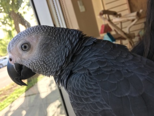 novemberandmisfit: HELP! If you are in the Madison Wisconsin area, Misfit has flown outside. We are 