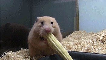 sizvideos:  Watch the video of this hamster eating corn  Dude&hellip;. take a