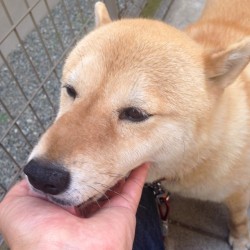 shibainu-komugi:  おかえりなさい🐶