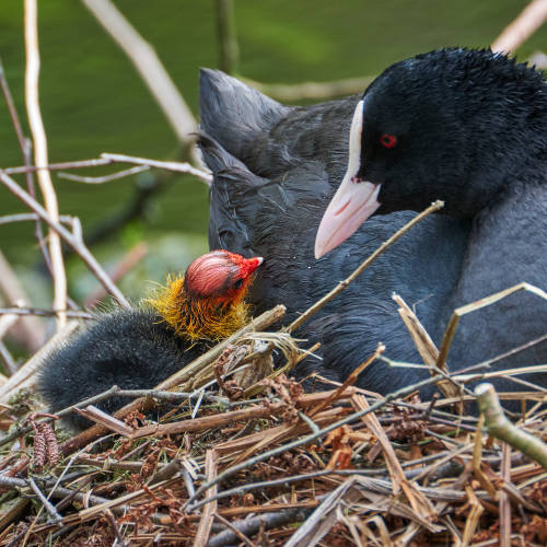 The first adventure of a little coot