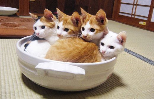 devildoll:  Step 12: Place uncovered bowl of kittens in a warm place until they