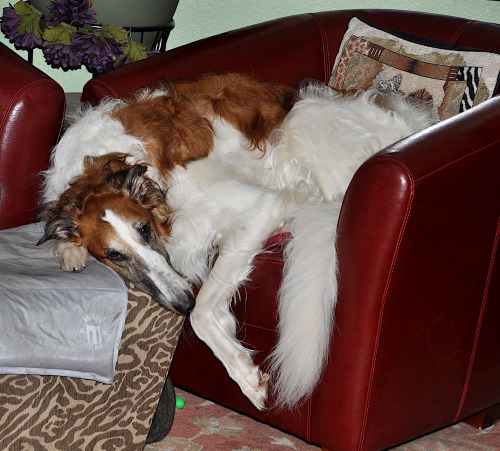 This is what I call Wizzard relaxed. Melty, but ready to go at a moments notice. the Wizzard- Borzoi