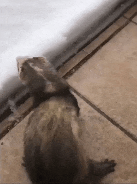 Ferret see’s snow for first time