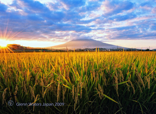 Just Before the Harvest. (Hirosaki Japan).