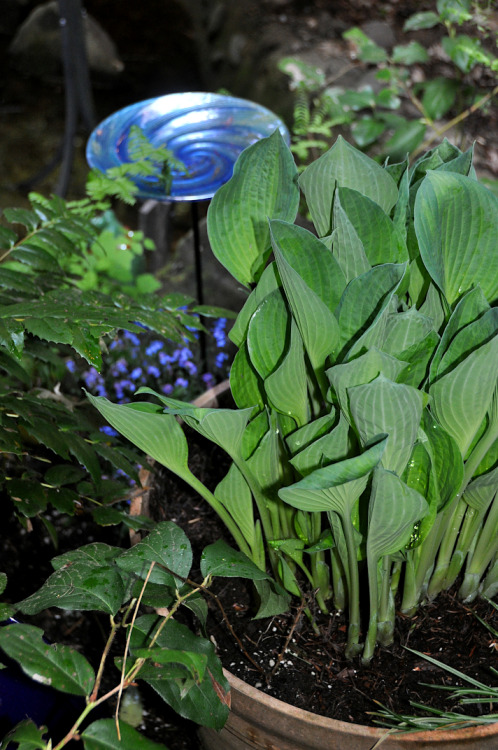 Hosta and the new birdbath