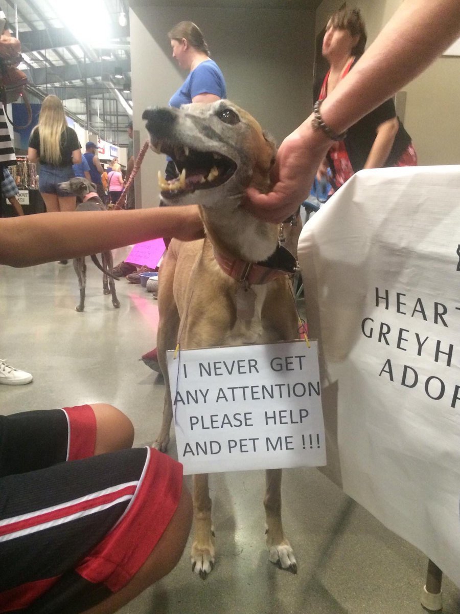awwww-cute:  Attention please.. (Source: http://ift.tt/2fIX8cp)  😍😍😍